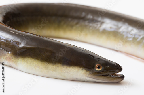 国産鰻の活魚、白背景