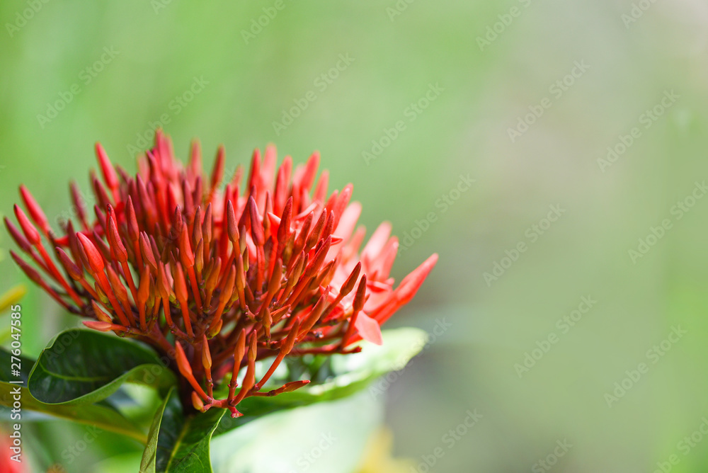 Ixora flower red blooming in the garden beautiful nature green background - Chinensis Ixora coccinea Ixora flower red blooming in the garden beautiful nature green background - Chinensis Ixora coccinea