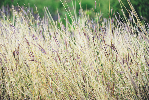 dry grass on field in forest nature summer / yellow and green grass plant on nature blur background