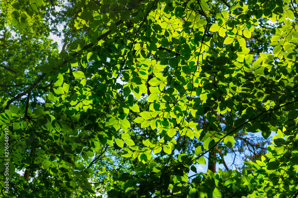 sun shines through the leaves