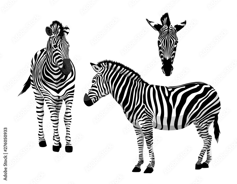 Fototapeta premium Graphical set of zebra. Wild animal texture design. Striped black and white. Illustration isolated on white background.