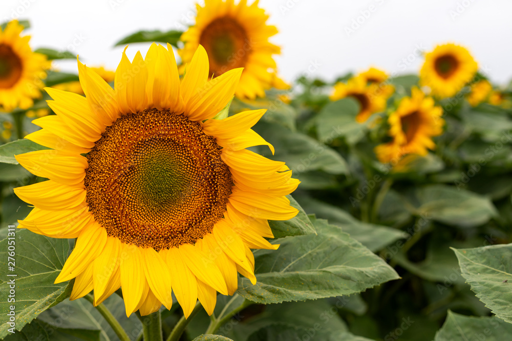 Naklejka premium Sunflower field on a summer day