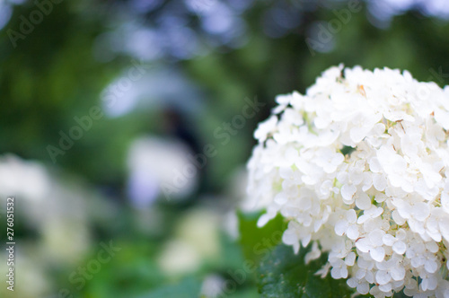 あじさい　紫陽花　hydrangea