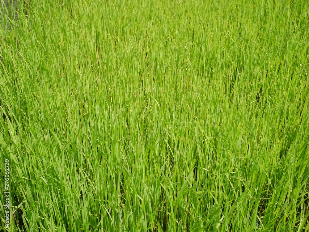organic rice farm, green grass background, grass field organic rice farm, green grass background, grass field