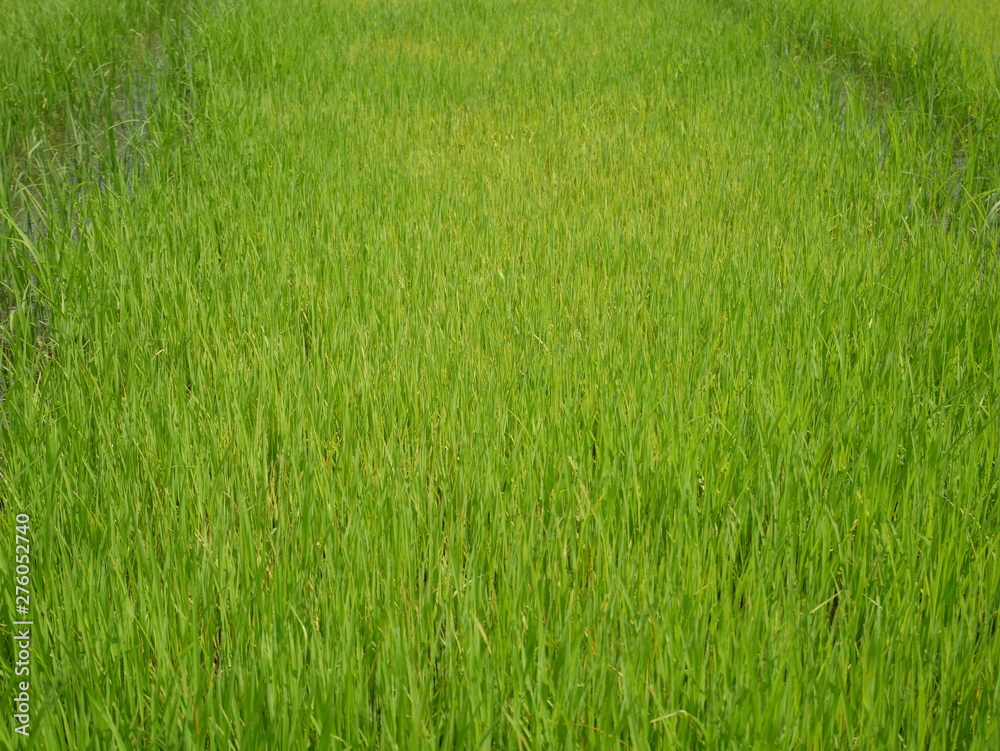 organic rice farm, green grass background, grass field organic rice farm, green grass background, grass field