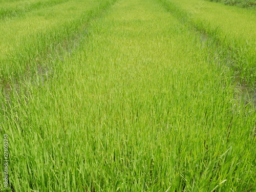 organic rice farm, green grass background, grass field