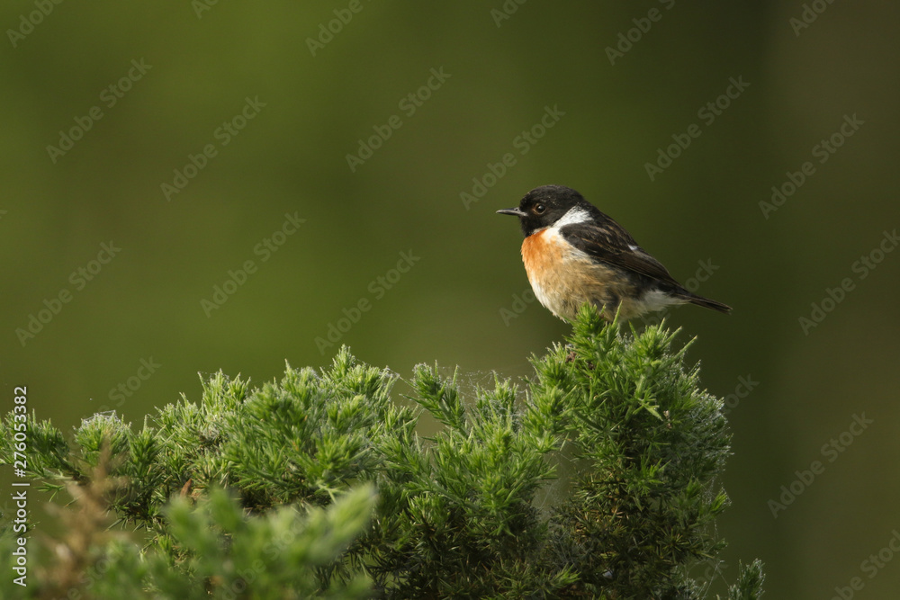 A stunning male Stonechat, Saxicola torquata, perched on top of a Gorse bush. A stunning male Stonechat, Saxicola torquata, perched on top of a Gorse bush.