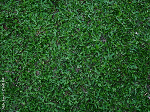 green grass background, outdoor grass field outdoor garden