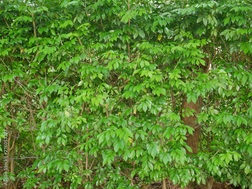 green plant wall background, leaf tree outdoor nature green plant wall background, leaf tree outdoor nature