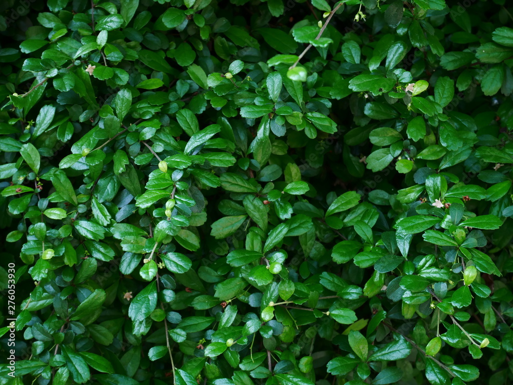 background of green leaves out door nature background of green leaves out door nature