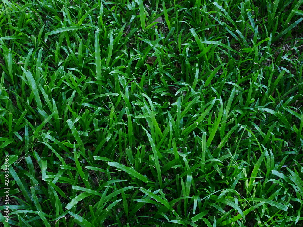 green grass with water drops, lawn background green grass with water drops, lawn background