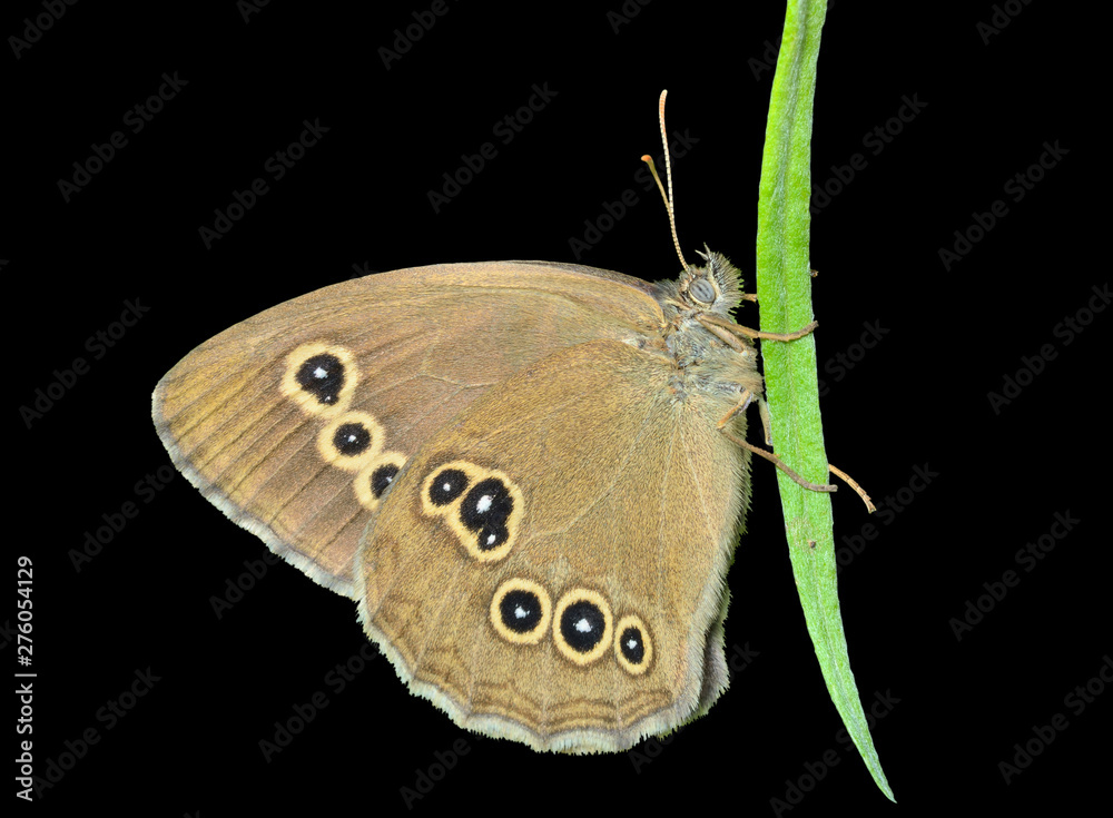 Fototapeta premium Butterfly (Pararge achine achinoides) 2