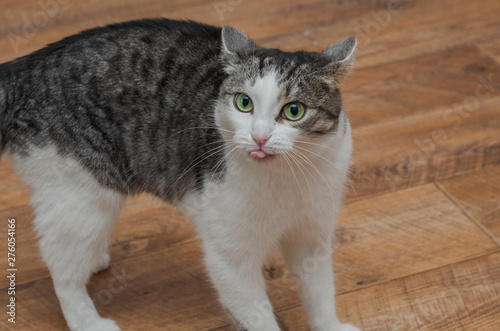 green-eyed cat shows tongue