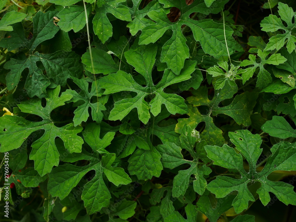 green leaves background, green herb background green leaves background, green herb background