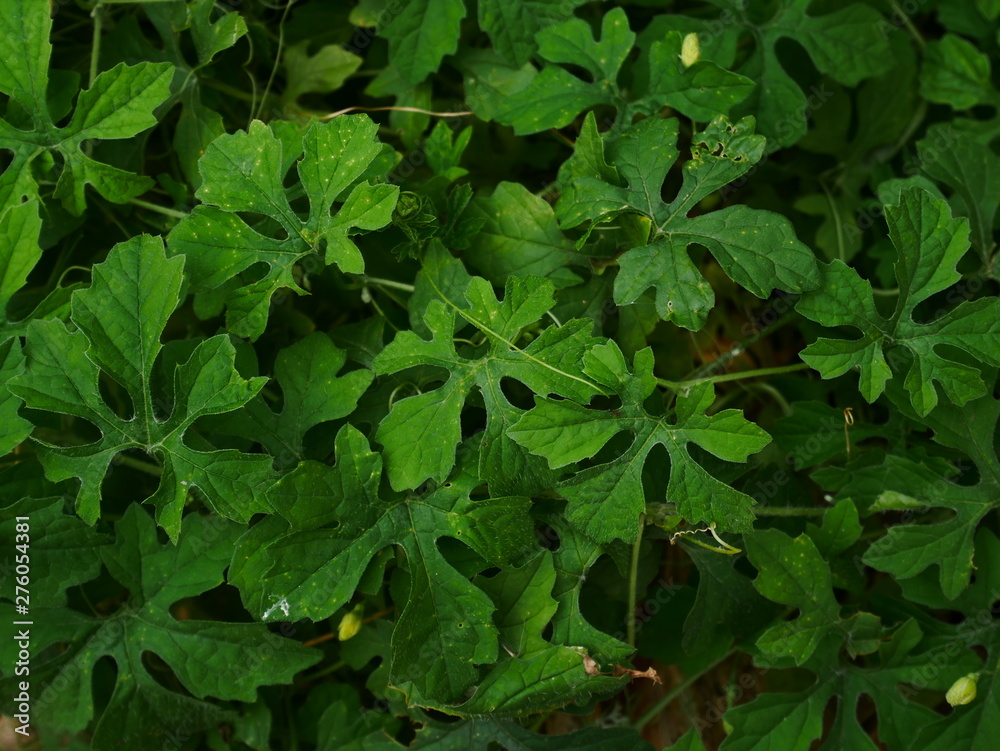green leaves background, green herb background green leaves background, green herb background