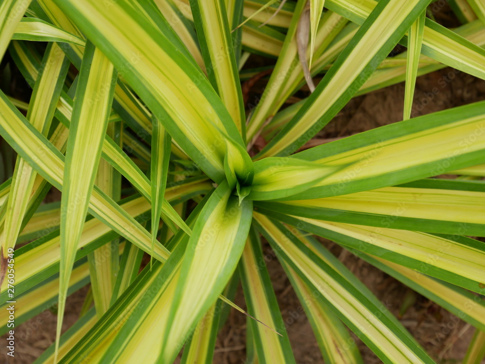 green palm leaf nature background green palm leaf nature background