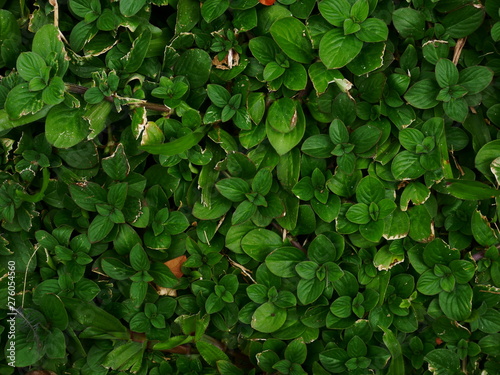 green leaves background © amonphan