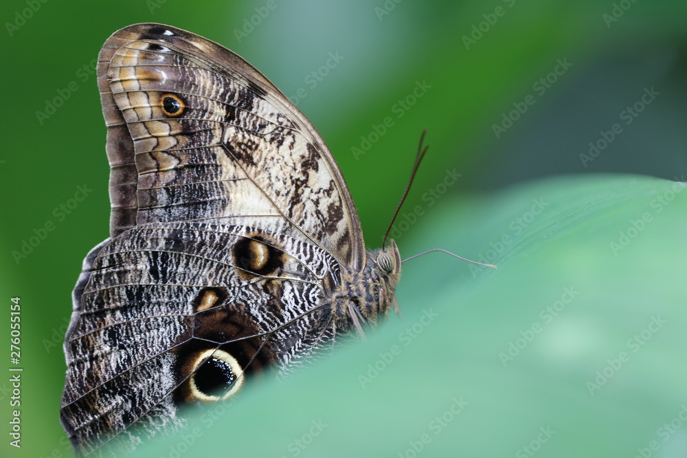Fototapeta premium Detailansicht von einem Idomeneus- Bananenfalter - mit Textfreiraum
