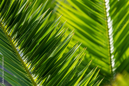 Green palm leaves in tropical forest