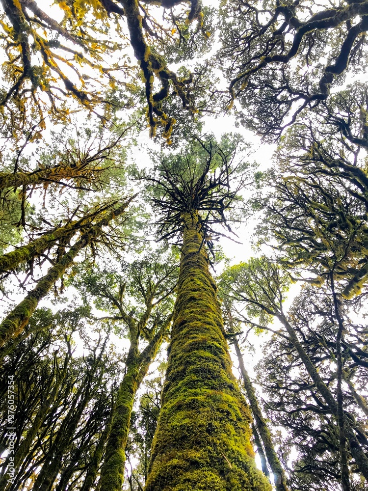 Fototapeta premium ARBOL EN BOSQUE MESOFILO, OAXACA
