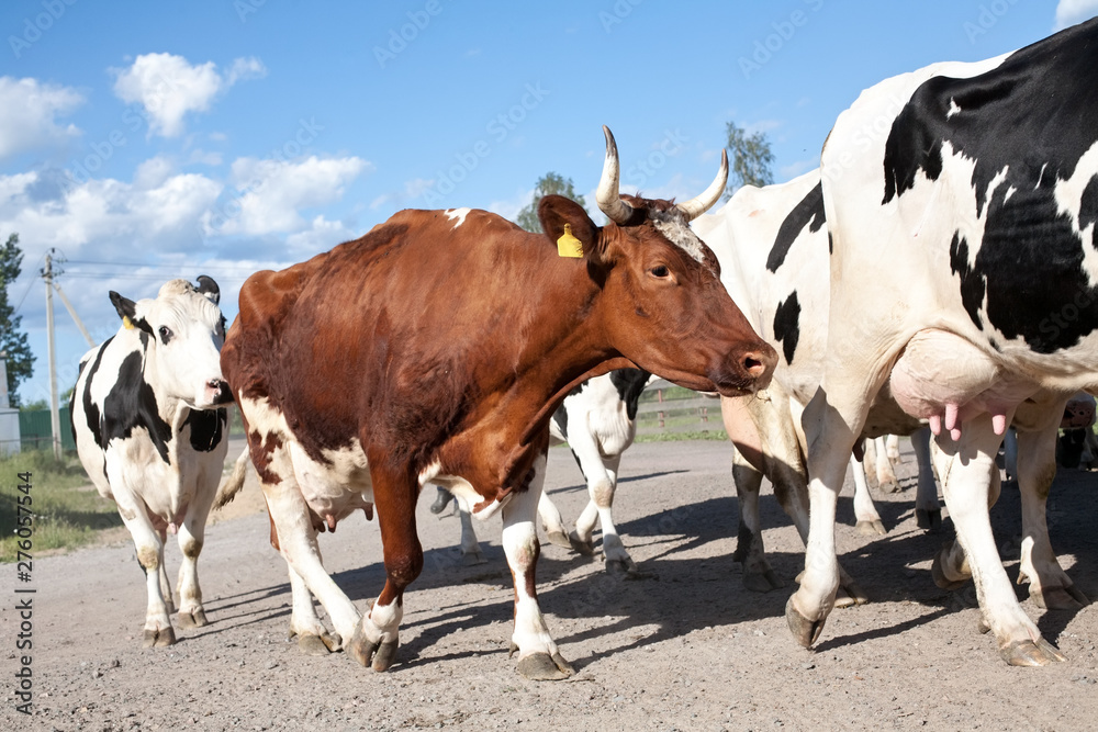 a herd of cows walking along the road closeup view on cloudy blue sky background