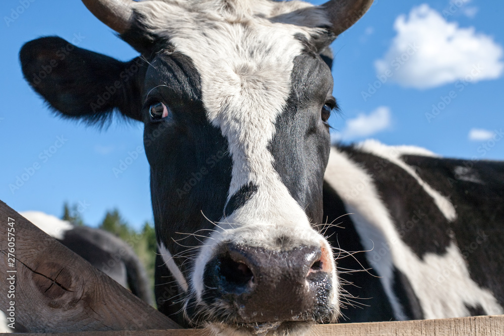 black and white cow muzzle closeup front view with focus on the nose on outdoor blue sky background black and white cow muzzle closeup front view with focus on the nose on outdoor blue sky background
