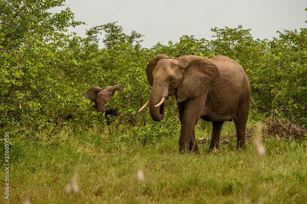 Fototapeta premium Wild african elephant close up, Botswana, Africa