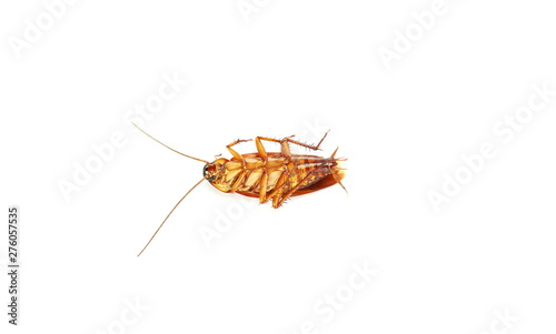 Cockroaches, animals that bring germs to people on a white background © MRSOMPHOT
