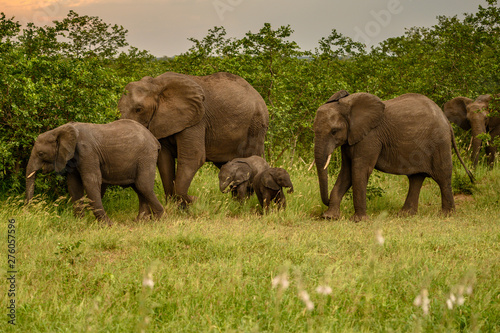 Wild african elephant close up, Botswana, Africa