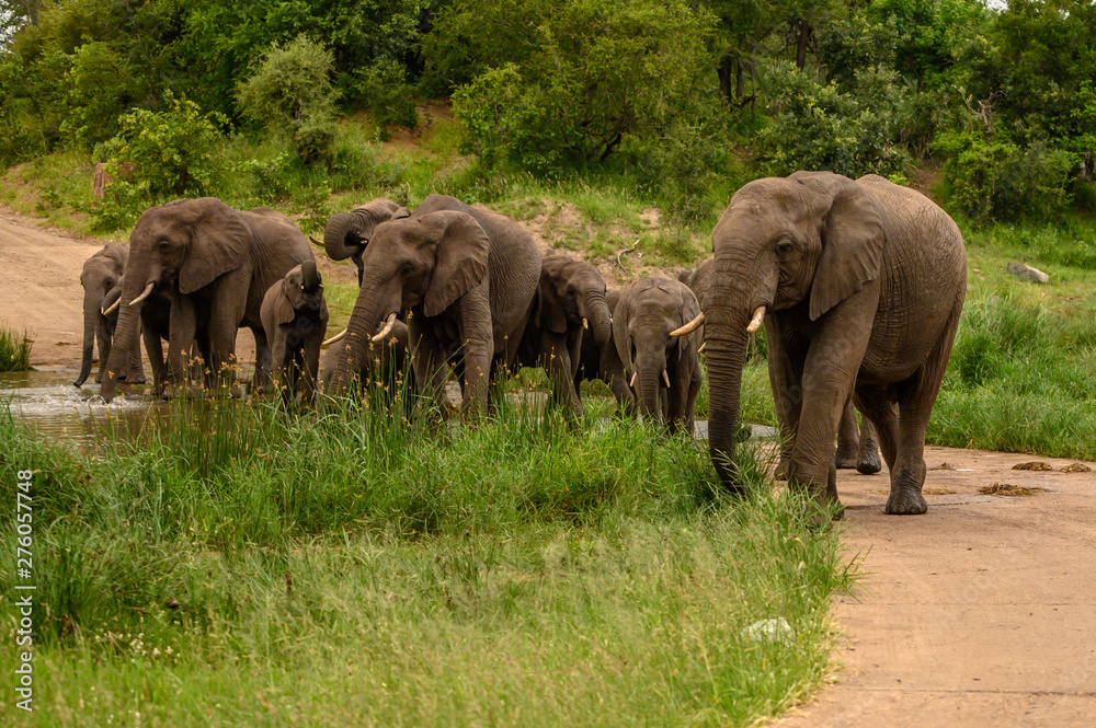 Fototapeta premium Wild african elephant close up, Botswana, Africa
