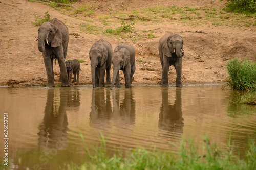 Wild african elephant close up  Botswana  Africa