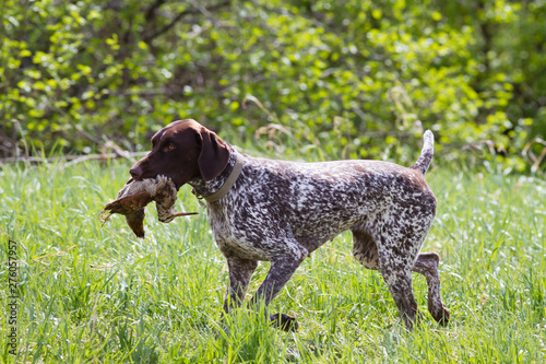 german shorthaired pointer carries a downed woodcock