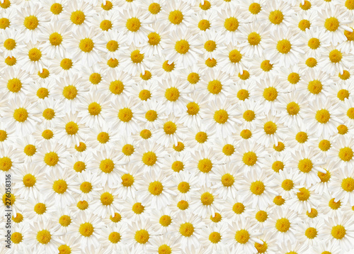 Daisy flowers on white background