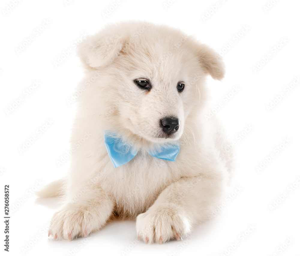 puppy samoyed dog in studio puppy samoyed dog in studio