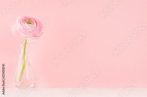 Obraz na plátně Gente pastel pink ranunculus flower in elegant vase on soft light white wood board and pink wall