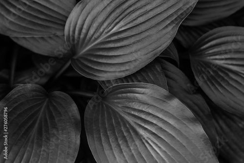 black and white background of tropical leaves