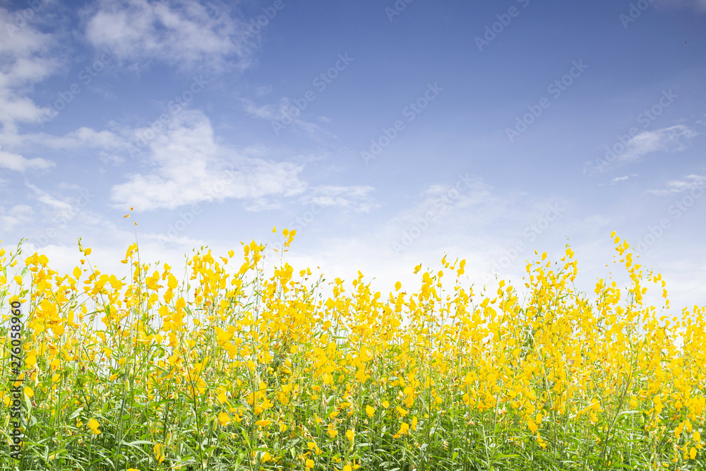 Naklejka premium Sunn hemp on blue sky background