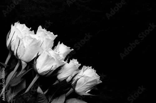 Beautiful white roses on a dark background close up black and white
