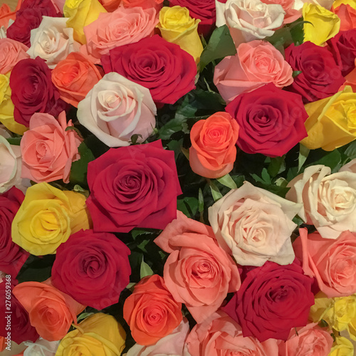 Bouquet of multi-colored roses close-up. 101 roses. Mother s day