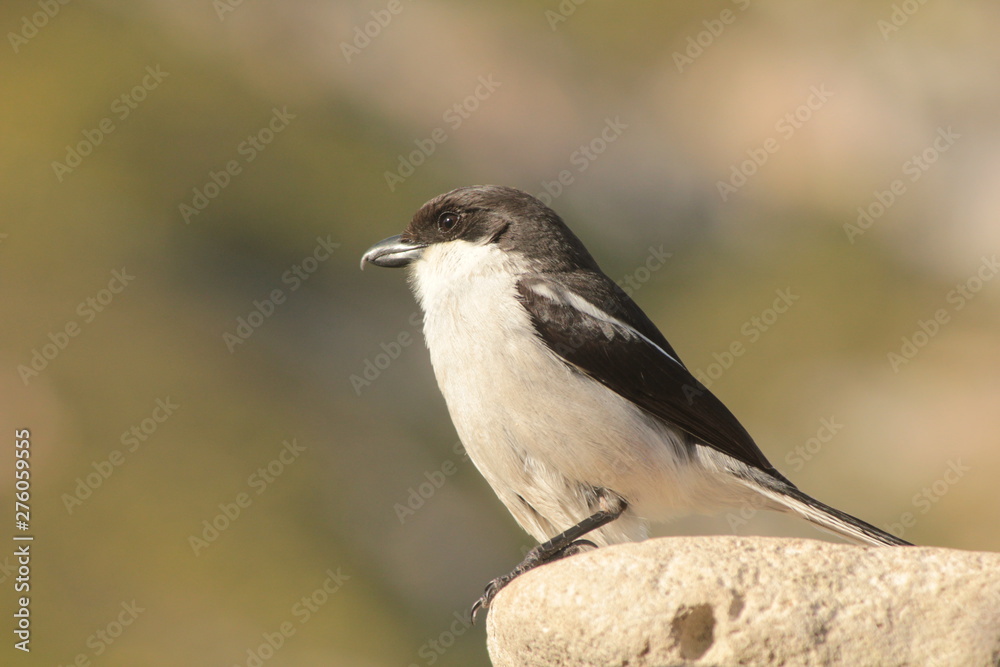 Obraz premium Black and white shrike