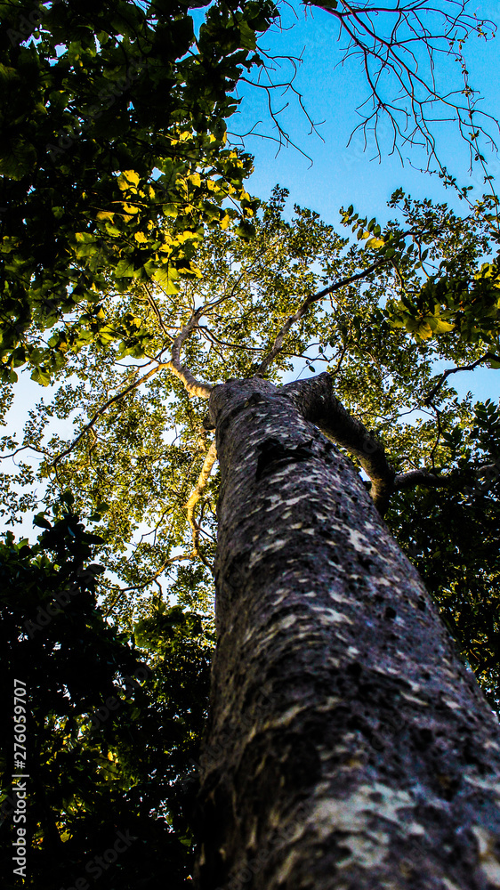 Fototapeta premium tree in the forest