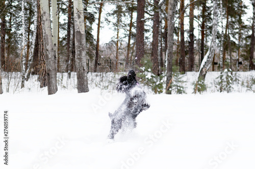 Black miniature schnauzer is playing and jumping in snow on a background of winter coniferous park.