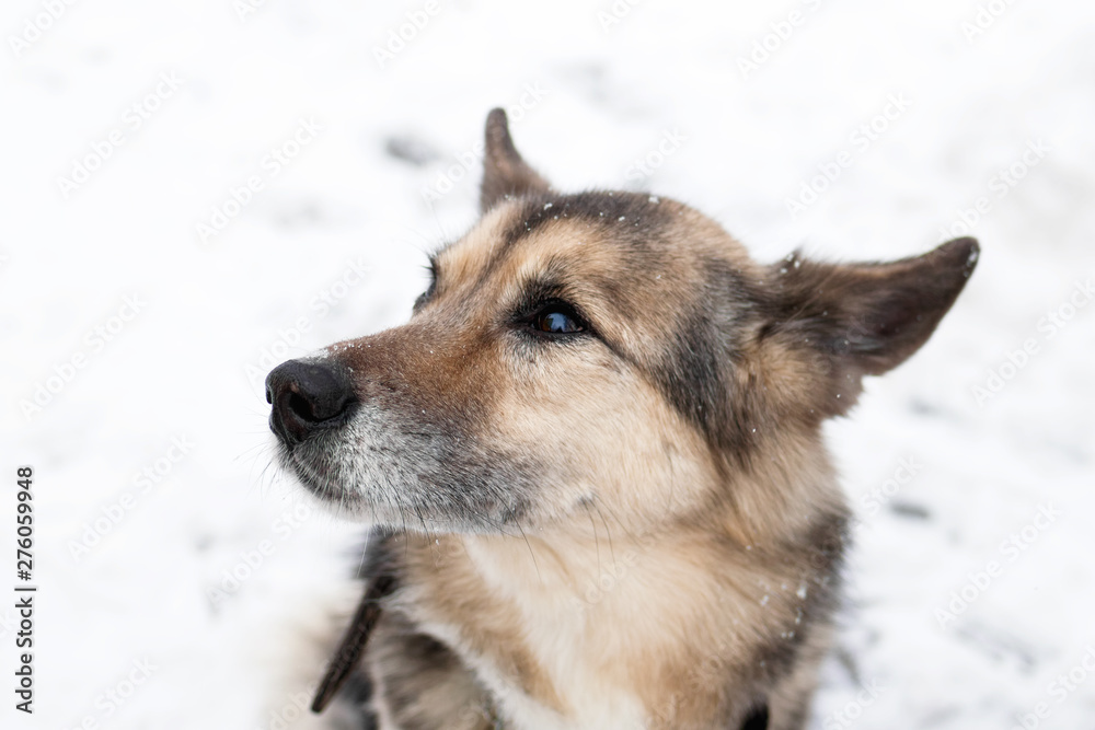 Portrait of brown and white short-haired mongrel dog with collar and address tag in a winter snowy park on a walk. Portrait of brown and white short-haired mongrel dog with collar and address tag in a winter snowy park on a walk.