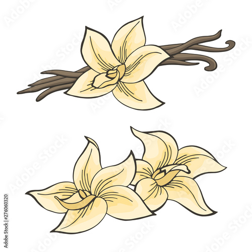 Vanilla pod flower graphic color isolated sketch illustration vector