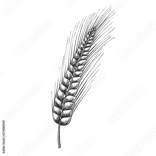 Designed Agriculture Grain Barley Spike Vector. Barley Is Used In Manufacture Of Beer And Kvass, Preparation Of Flour And Cereals, Medicine And Cosmetic. Black And White Drawn Cartoon Illustration
