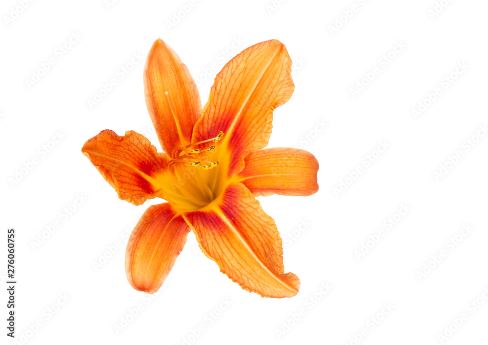 Fototapeta premium Flowers of an orange daylily on a white isolated background. Decorative items. Beautiful flowers.