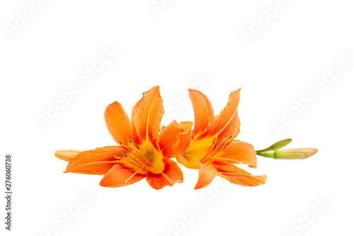 Flowers of an orange daylily on a white isolated background. Decorative items. Beautiful flowers.