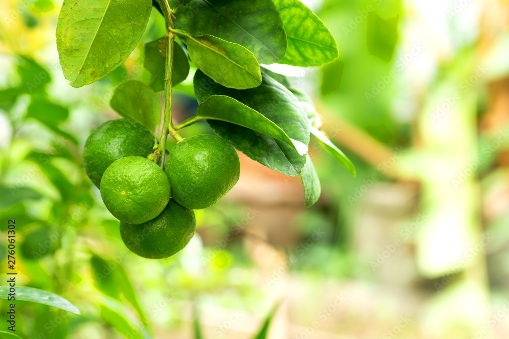 lime on tree green blurry background lime on tree green blurry background