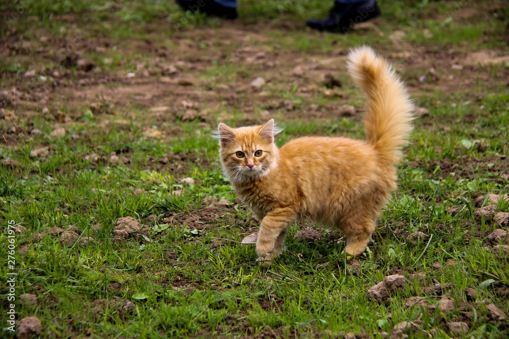 fluffy red cat stands on the grass with a raised tail