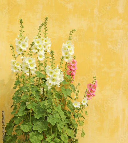 Billede på lærred Common hollyhock (Alcea rosea) is an ornamental plant in the Malvaceae family
